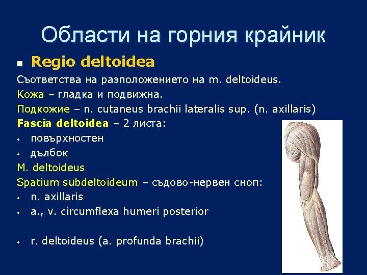 Области на горния крайник n Regio deltoidea Съответства на разположението на m. deltoideus. Кожа