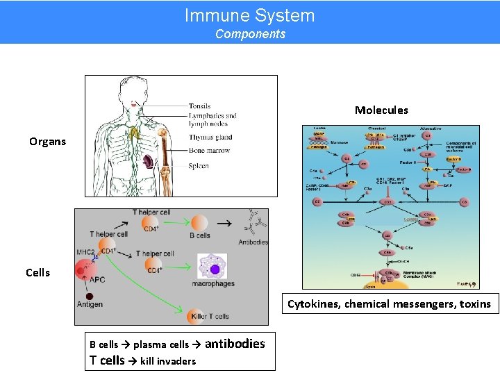 Immune System Components Molecules Organs Cells Cytokines, chemical messengers, toxins B cells → plasma