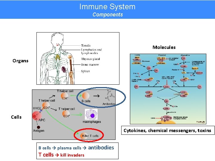 Immune System Components Molecules Organs Cells Cytokines, chemical messengers, toxins B cells → plasma