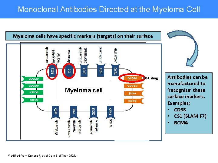Monoclonal Antibodies Directed at the Myeloma Cell Myeloma cells have specific markers (targets) on