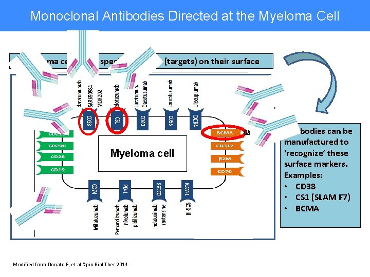 Monoclonal Antibodies Directed at the Myeloma Cell Myeloma cells have specific markers (targets) on