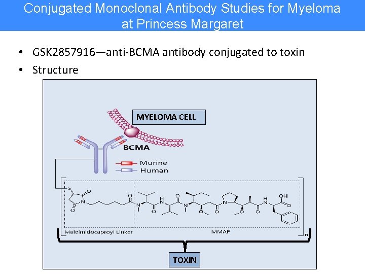 Conjugated Monoclonal Antibody Studies for Myeloma at Princess Margaret • GSK 2857916—anti-BCMA antibody conjugated