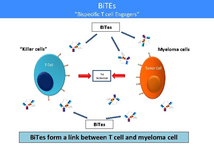 Bi. TEs ”Bispecific T cell Engagers” Bi. Tes “Killer cells” Myeloma cells Bi. Tes