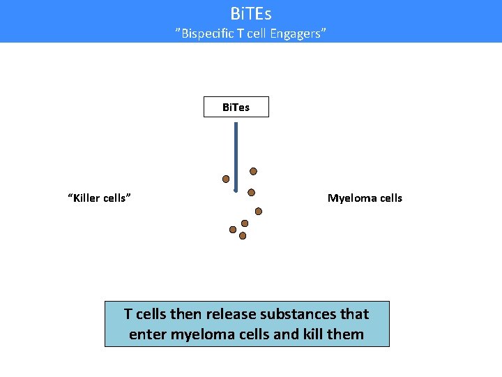 Bi. TEs ”Bispecific T cell Engagers” Bi. Tes “Killer cells” Myeloma cells T cells