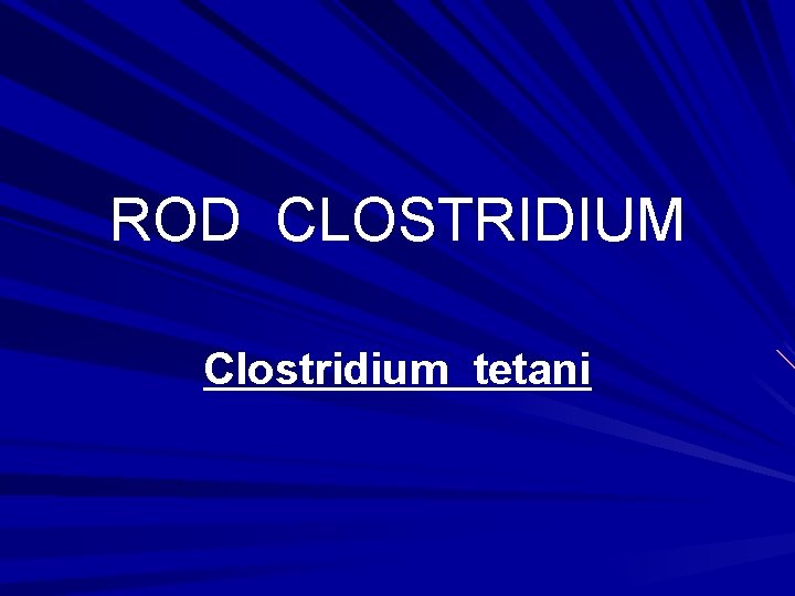 ROD CLOSTRIDIUM Clostridium tetani 
