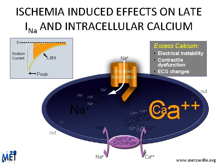 ISCHEMIA INDUCED EFFECTS ON LATE INa AND INTRACELLULAR CALCIUM 0 Sodium Current Excess Calcium: