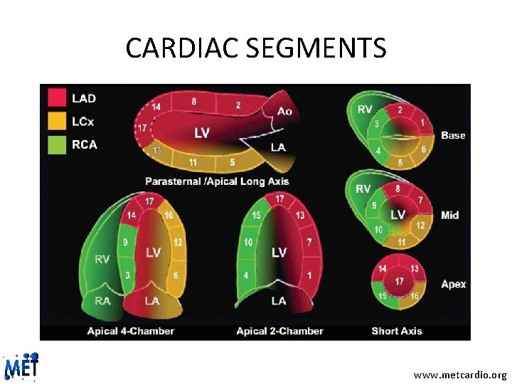 CARDIAC SEGMENTS www. metcardio. org 