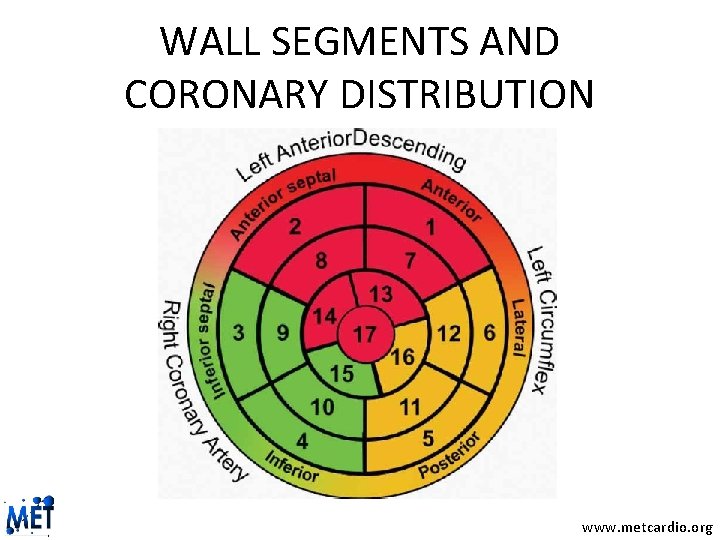 WALL SEGMENTS AND CORONARY DISTRIBUTION www. metcardio. org 