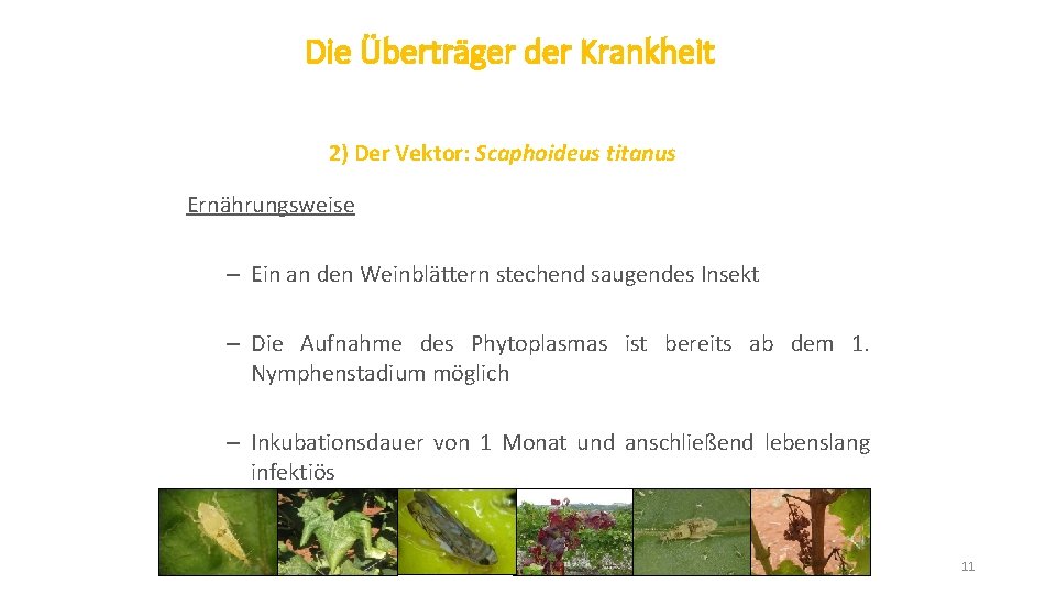 Die Überträger der Krankheit 2) Der Vektor: Scaphoideus titanus Ernährungsweise – Ein an den