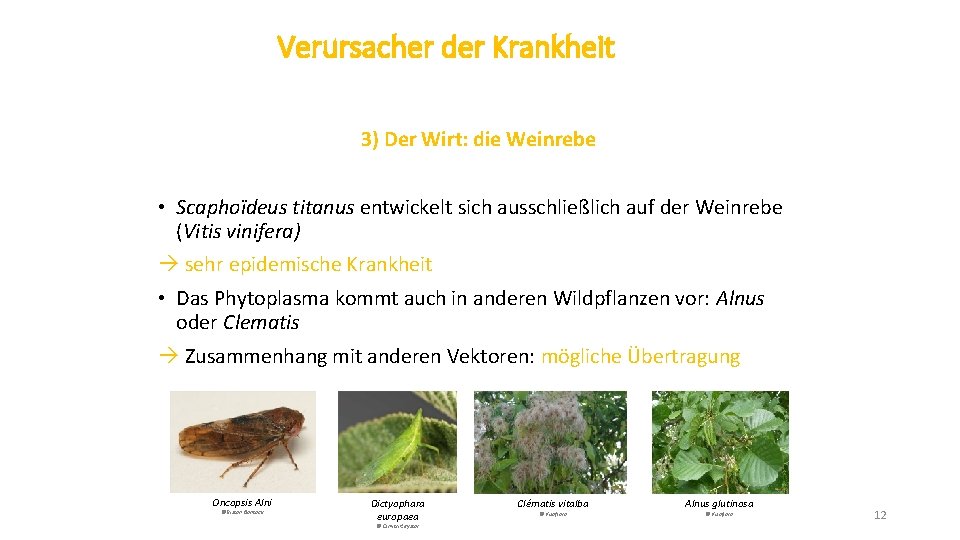 Verursacher der Krankheit 3) Der Wirt: die Weinrebe • Scaphoïdeus titanus entwickelt sich ausschließlich