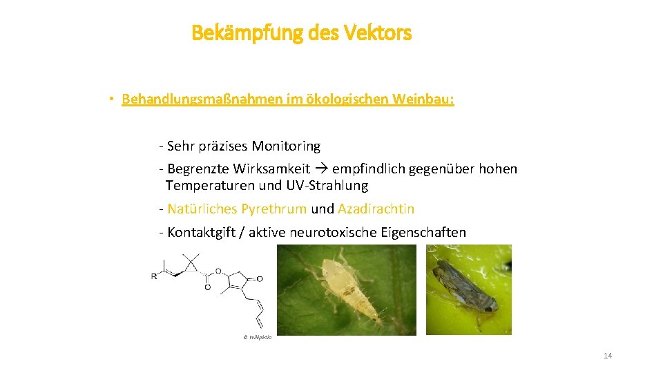 Bekämpfung des Vektors • Behandlungsmaßnahmen im ökologischen Weinbau: - Sehr präzises Monitoring - Begrenzte