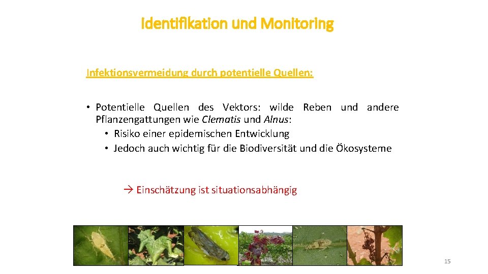 Identifikation und Monitoring Infektionsvermeidung durch potentielle Quellen: • Potentielle Quellen des Vektors: wilde Reben