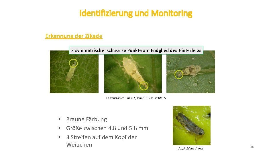 Identifizierung und Monitoring Erkennung der Zikade 2 symmetrische schwarze Punkte am Endglied des Hinterleibs