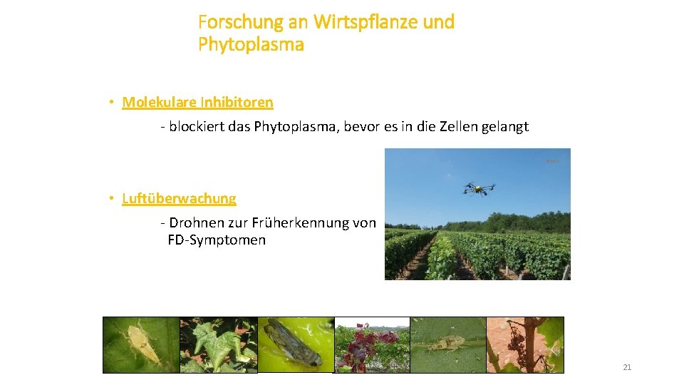 Forschung an Wirtspflanze und Phytoplasma • Molekulare Inhibitoren - blockiert das Phytoplasma, bevor es