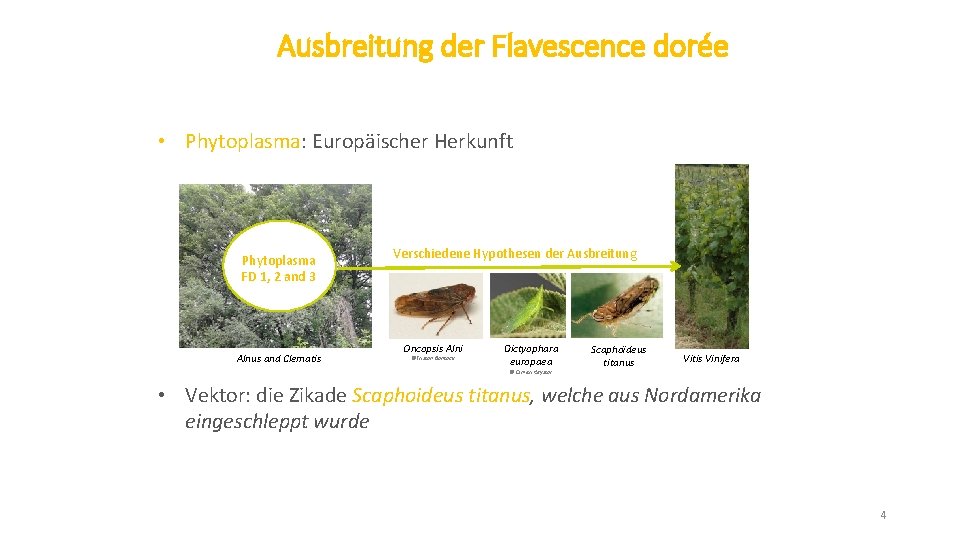 Ausbreitung der Flavescence dorée • Phytoplasma: Europäischer Herkunft Phytoplasma FD 1, 2 and 3