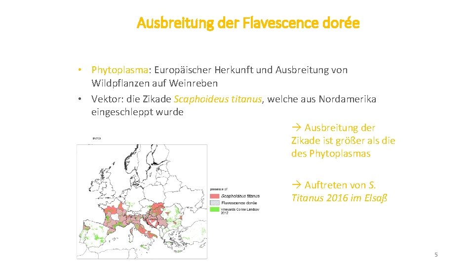 Ausbreitung der Flavescence dorée • Phytoplasma: Europäischer Herkunft und Ausbreitung von Wildpflanzen auf Weinreben