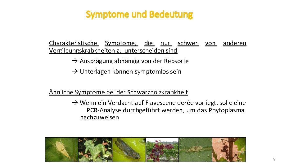 Symptome und Bedeutung Charakteristische Symptome, die nur schwer Vergilbungskrabkheiten zu unterscheiden sind von anderen