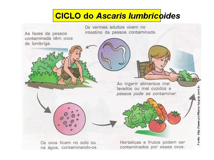 CICLO do Ascaris lumbricoides 