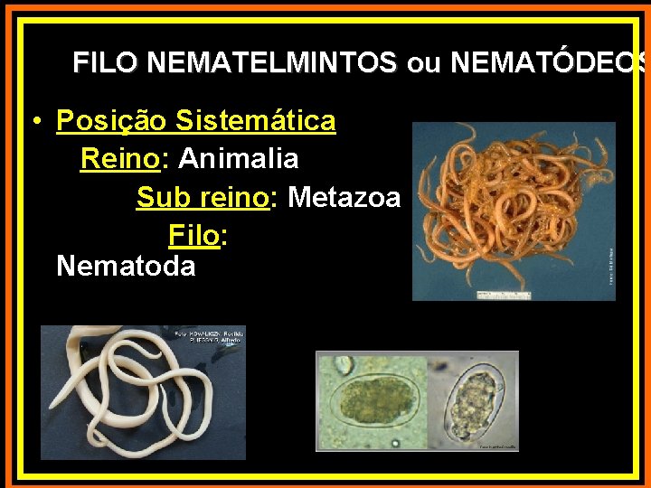 FILO NEMATELMINTOS ou NEMATÓDEOS • Posição Sistemática Reino: Animalia Sub reino: Metazoa Filo: Nematoda