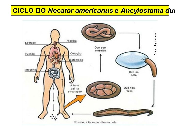CICLO DO Necator americanus e Ancylostoma duo 