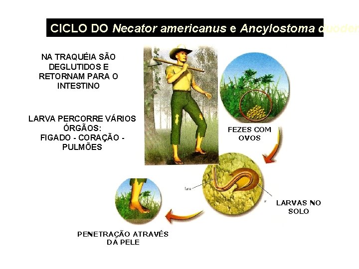 CICLO DO Necator americanus e Ancylostoma duoden NA TRAQUÉIA SÃO DEGLUTIDOS E RETORNAM PARA