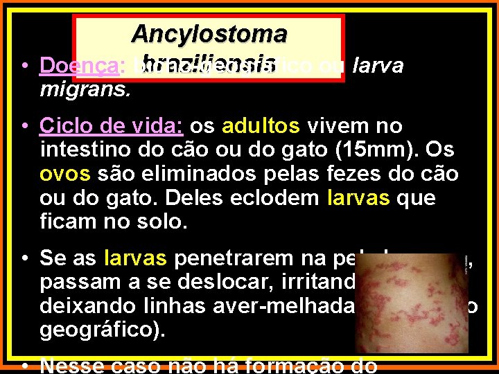 Ancylostoma braziliensis • Doença: bicho-geográfico ou larva migrans. • Ciclo de vida: os adultos
