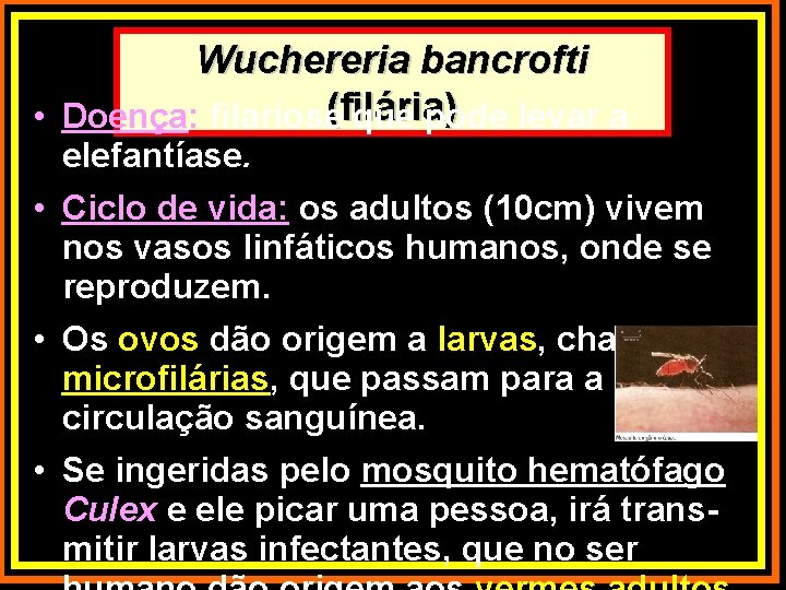Wuchereria bancrofti (filária) • Doença: filariose que pode levar a elefantíase. • Ciclo de