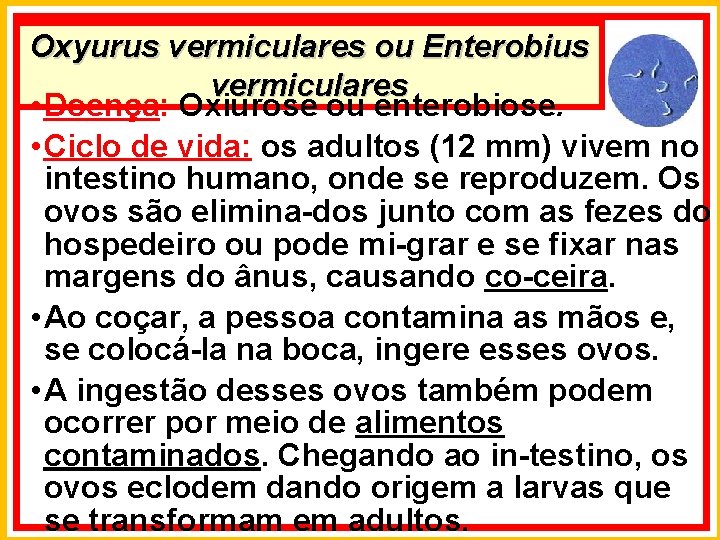Oxyurus vermiculares ou Enterobius vermiculares • Doença: Oxiurose ou enterobiose. • Ciclo de vida: