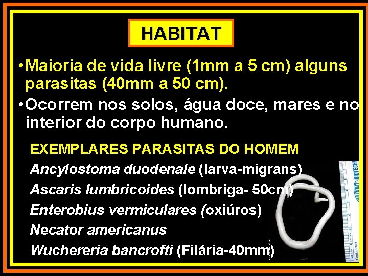 HABITAT • Maioria de vida livre (1 mm a 5 cm) alguns parasitas (40