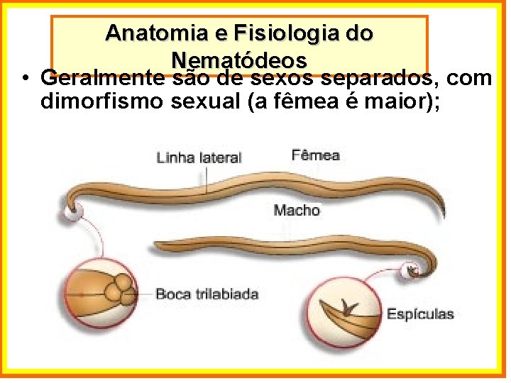 Anatomia e Fisiologia do Nematódeos • Geralmente são de sexos separados, com dimorfismo sexual