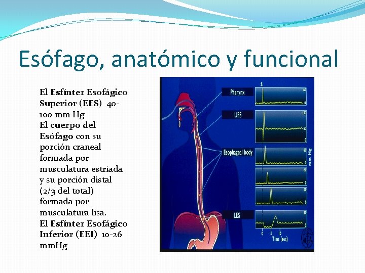 Esófago, anatómico y funcional El Esfínter Esofágico Superior (EES) 40100 mm Hg El cuerpo