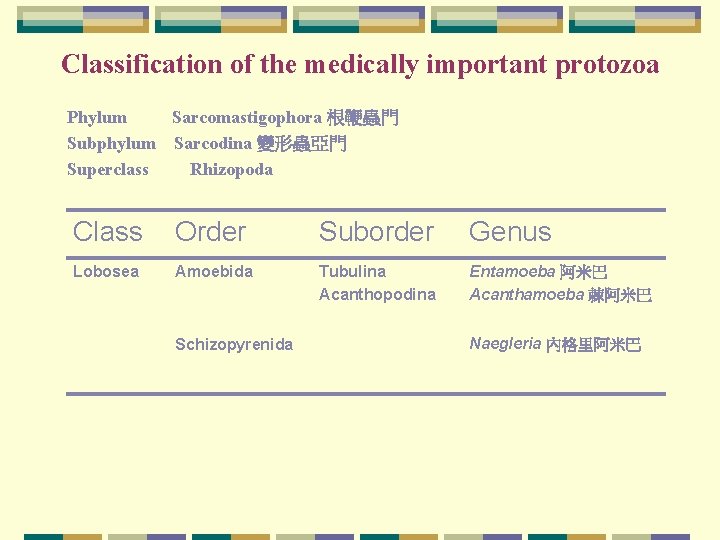 Classification of the medically important protozoa Phylum Sarcomastigophora 根鞭蟲門 Subphylum Sarcodina 變形蟲亞門 Superclass Rhizopoda