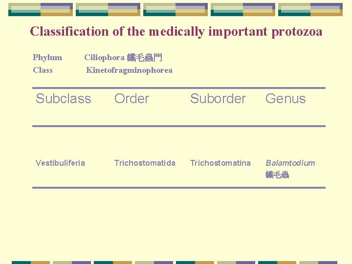 Classification of the medically important protozoa Phylum Class Ciliophora 纖毛蟲門 Kinetofragminophorea Subclass Order Suborder