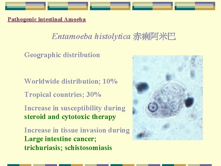 Pathogenic intestinal Amoeba Entamoeba histolytica 赤痢阿米巴 Geographic distribution Worldwide distribution; 10% Tropical countries; 30%