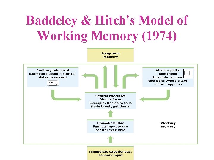 Baddeley & Hitch's Model of Working Memory (1974) 