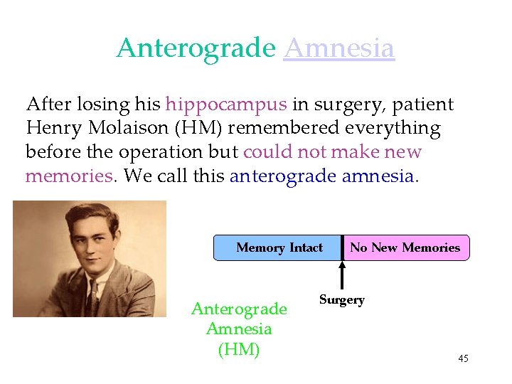 Anterograde Amnesia After losing his hippocampus in surgery, patient Henry Molaison (HM) remembered everything