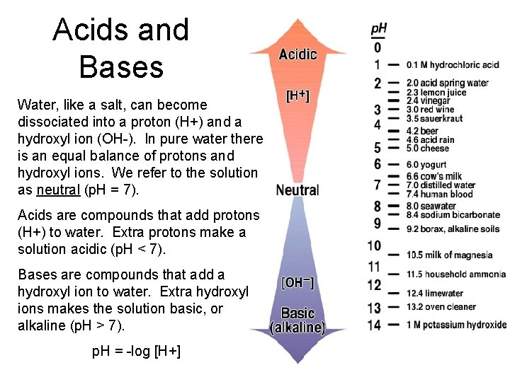 Acids and Bases Water, like a salt, can become dissociated into a proton (H+)