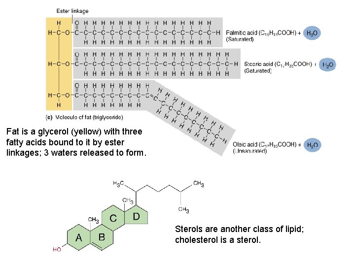 Fat is a glycerol (yellow) with three fatty acids bound to it by ester