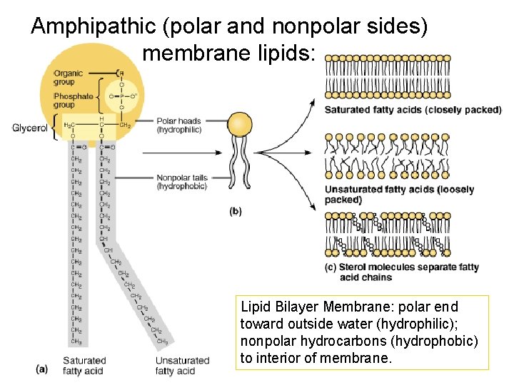 Amphipathic (polar and nonpolar sides) membrane lipids: Lipid Bilayer Membrane: polar end toward outside