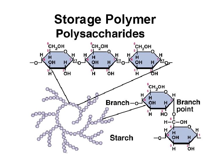 Storage Polymer 
