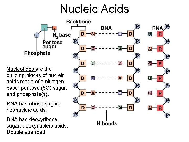 Nucleic Acids Nucleotides are the building blocks of nucleic acids made of a nitrogen