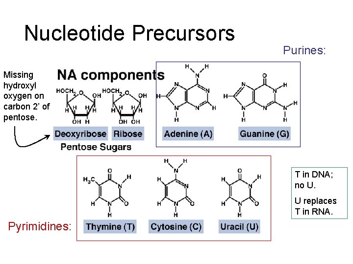 Nucleotide Precursors Purines: Missing hydroxyl oxygen on carbon 2’ of pentose. T in DNA;