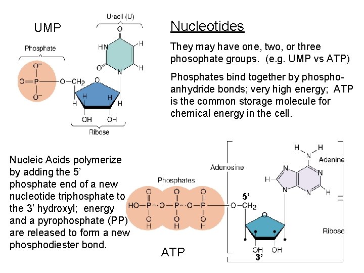 UMP Nucleotides They may have one, two, or three phosophate groups. (e. g. UMP