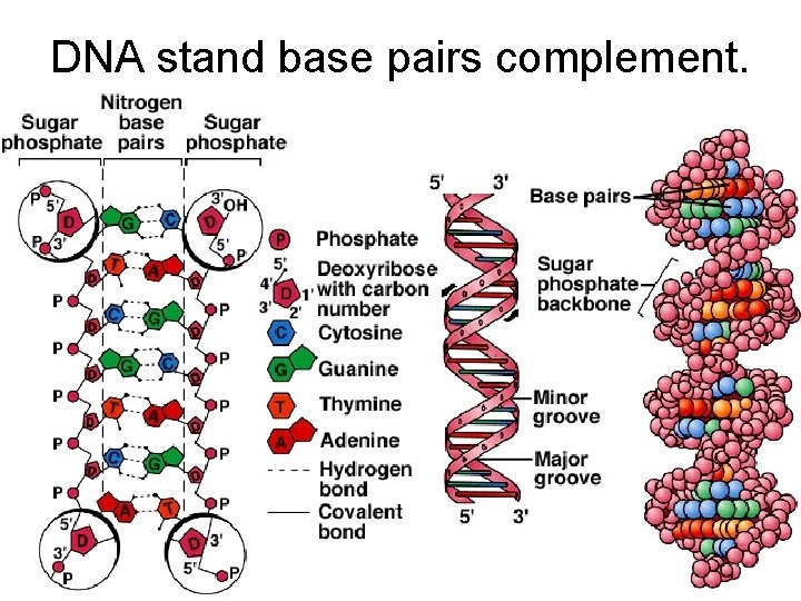 DNA stand base pairs complement. 