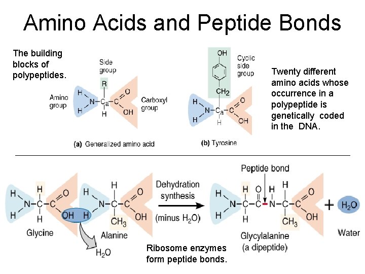 Amino Acids and Peptide Bonds The building blocks of polypeptides. Twenty different amino acids