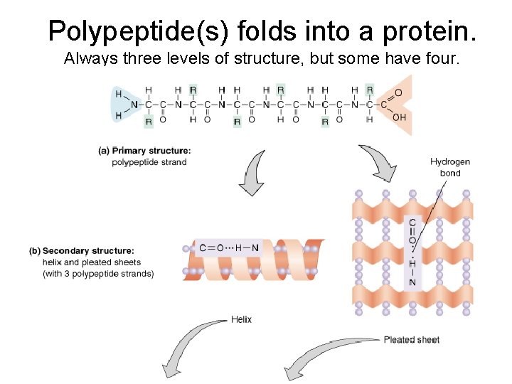 Polypeptide(s) folds into a protein. Always three levels of structure, but some have four.