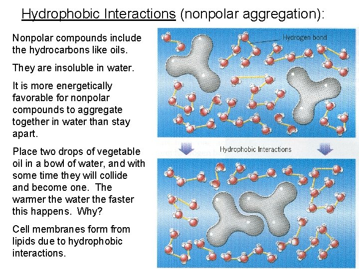 Hydrophobic Interactions (nonpolar aggregation): Nonpolar compounds include the hydrocarbons like oils. They are insoluble