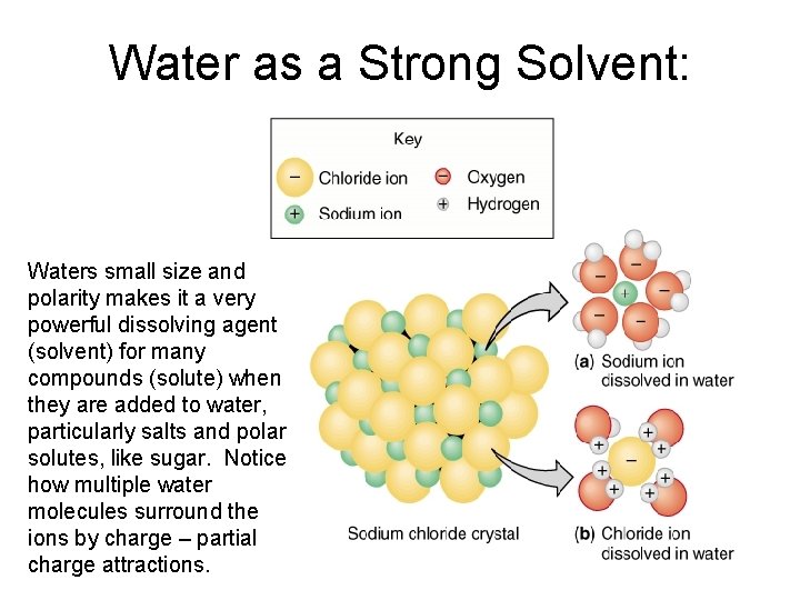 Water as a Strong Solvent: Waters small size and polarity makes it a very
