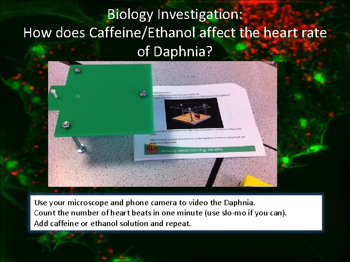 Biology Investigation: How does Caffeine/Ethanol affect the heart rate of Daphnia? Use your microscope