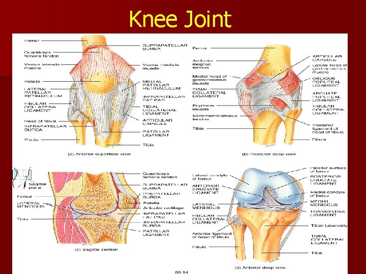 Knee Joint 